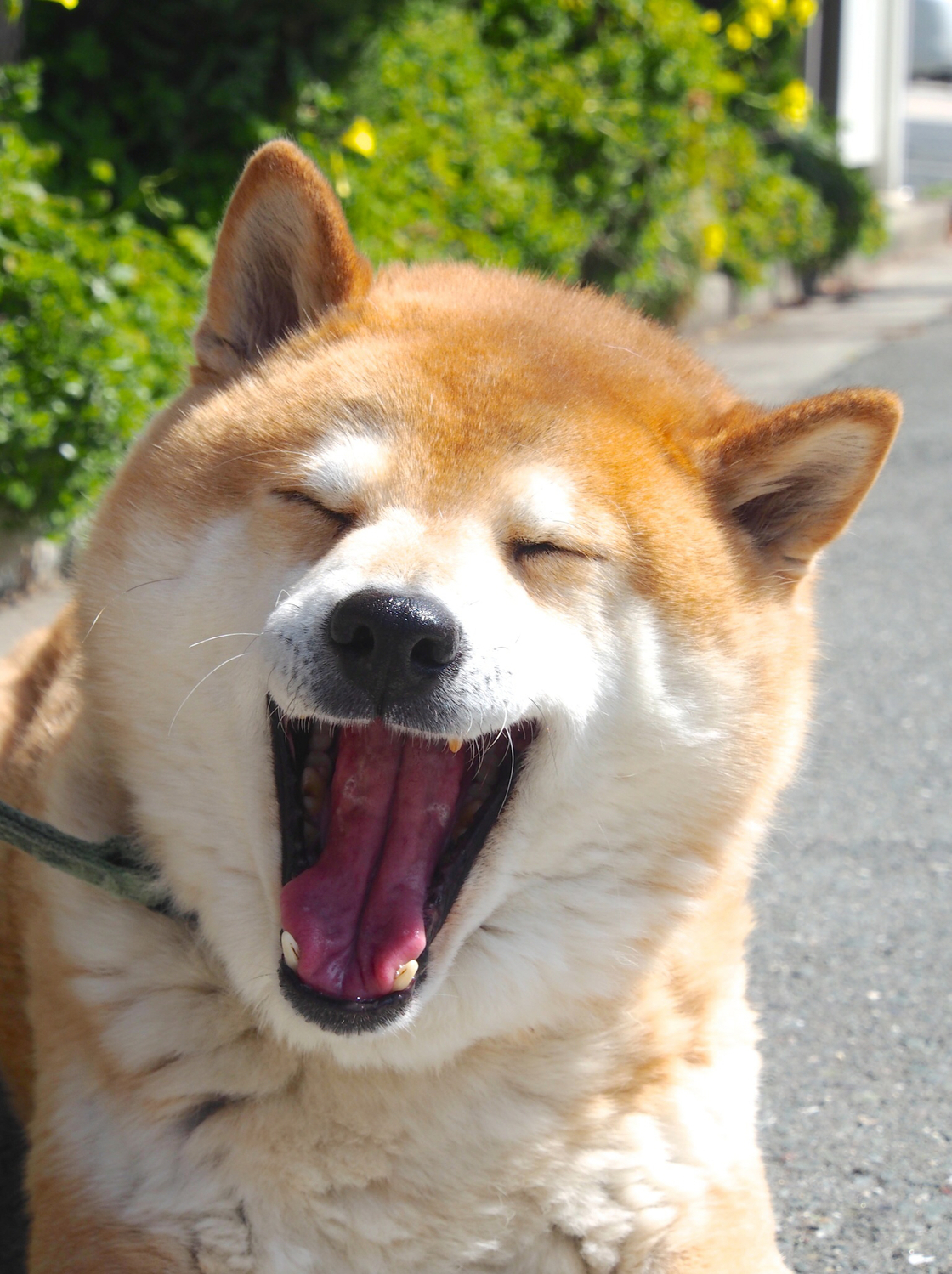 自制愛犬そっくりのぬいぐるみクレーンゲーム🐶